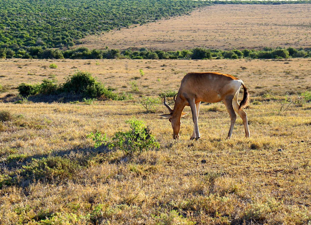 Koedoeskop Private Mountain Reserve Waterford Extérieur photo