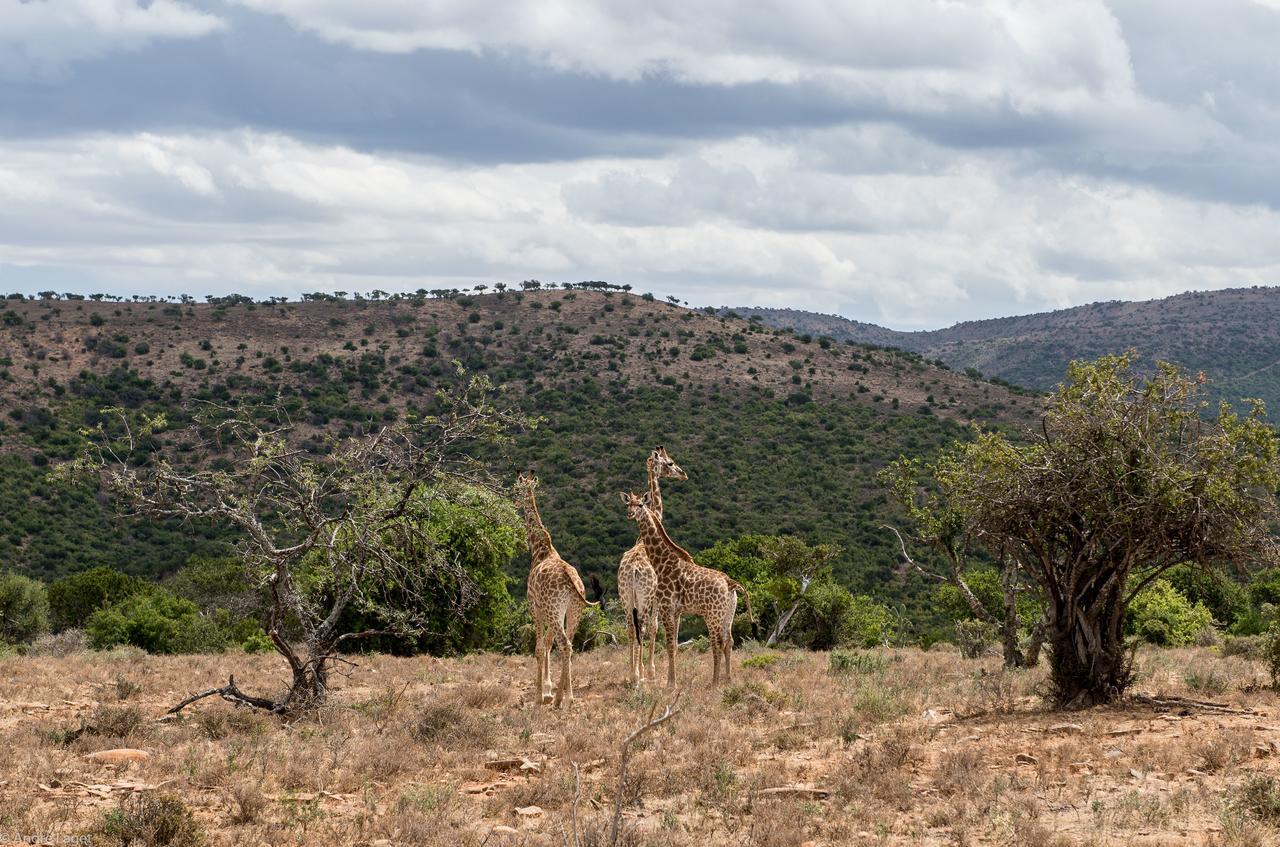 Koedoeskop Private Mountain Reserve Waterford Extérieur photo